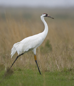 This is a photo of a whooping crane in long grass. 