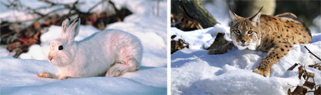 This photo collage shows a showshoe hare and a lynx in winter.