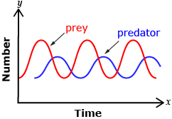 The bottom diagram shows the oscillating behavior of a predator and prey population. The peaks of the predator population occur shortly after the peaks of the prey population.
