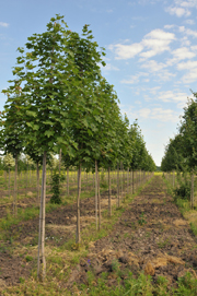 This is a photo of rows of maple trees.