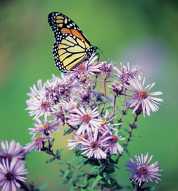This is a photo of a monarch butterfly on a perennial aster flower.