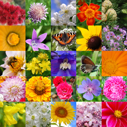 This is a group of photos of different flowers.