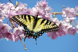 This is a photo of a tiger swallowtail butterfly sitting on flowers.