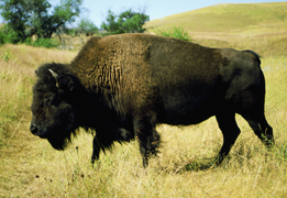 This is a photo of a buffalo in a park setting.