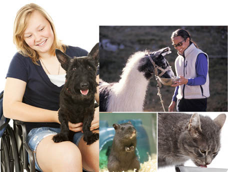 This is a collage of animals. Top left (clockwise): A woman is holding a dog. A man is feeding an alpaca. A gerbil has its paws up. A cat is eating from a bowl.