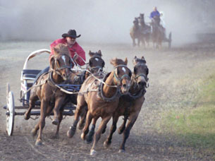 A chuckwagon is shown crossing the finish line at the Calgary Stampede.