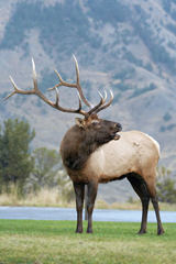 A photograph shows an elk standing on grass. There is a mountain in the background.