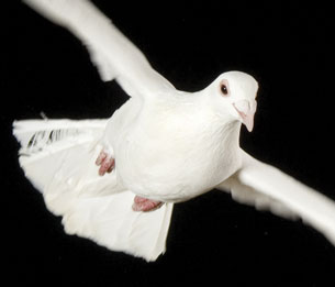 The photograph shows a white dove flying. 