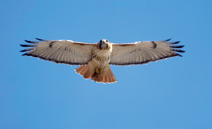 A photograph shows a bird in flight.