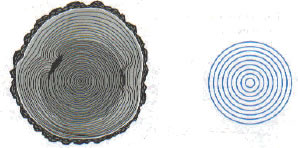 tree rings