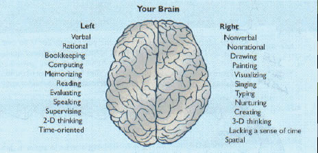 brain