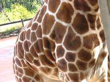 giraffe